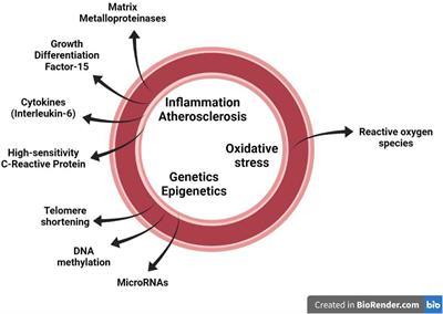 Pathophysiology of Circulating Biomarkers and Relationship With Vascular Aging: A Review of the Literature From VascAgeNet Group on Circulating Biomarkers, European Cooperation in Science and Technology Action 18216